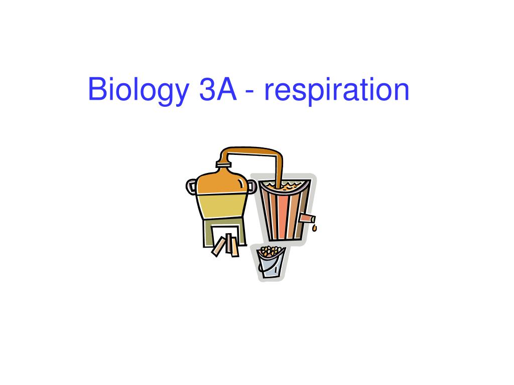 PPT - Biology 3A - respiration PowerPoint Presentation, free download ...