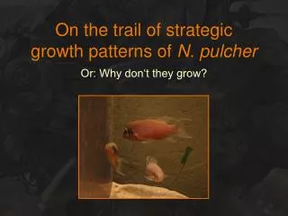 On the trail of strategic growth patterns of N. pulcher