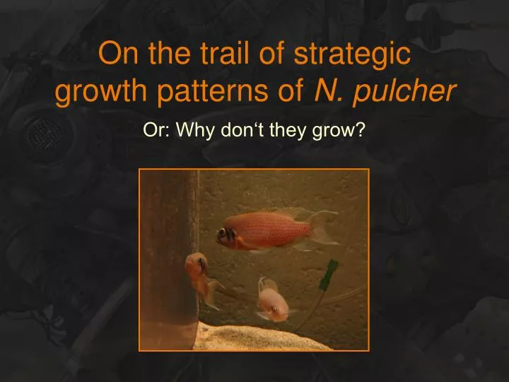 on the trail of strategic growth patterns of n pulcher