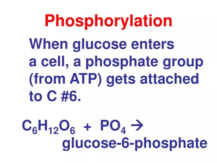 phosphorylation
