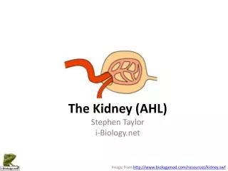 The Kidney (AHL) Stephen Taylor i-Biology