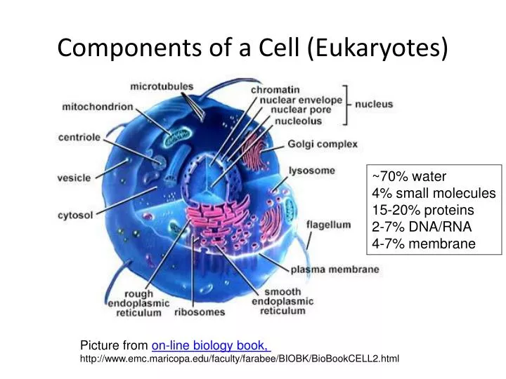 components of a cell eukaryotes
