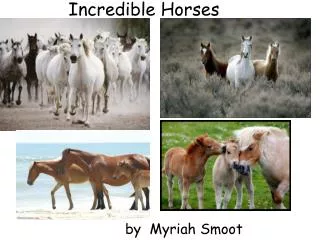 Incredible Horses