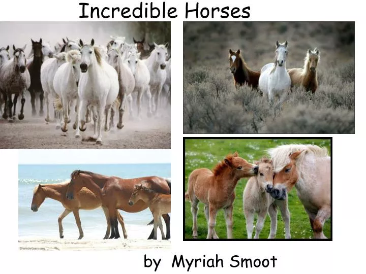 incredible horses