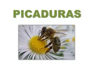 picaduras