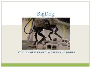 bigdog