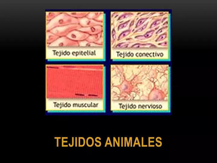 tejidos animales