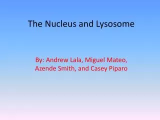 The Nucleus and Lysosome