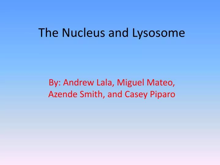 the nucleus and lysosome