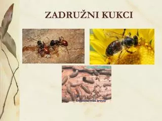 zadru ni kukci