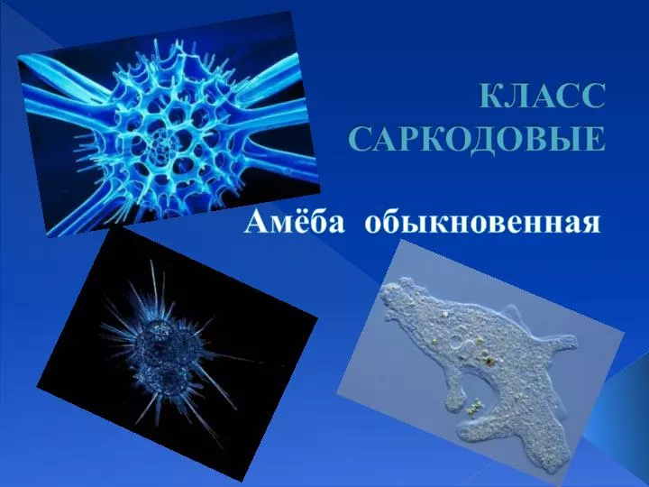 PPT - КЛАСС САРКОДОВЫЕ PowerPoint Presentation, Free Download - ID.