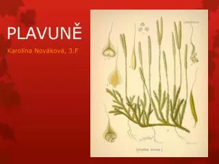 plavun
