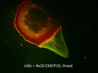 r e 4x10 cmcp10 ihned
