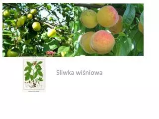 swliwa wi niowa