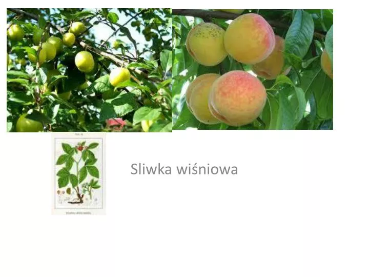 swliwa wi niowa