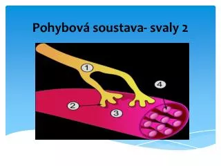 pohybov soustava svaly 2