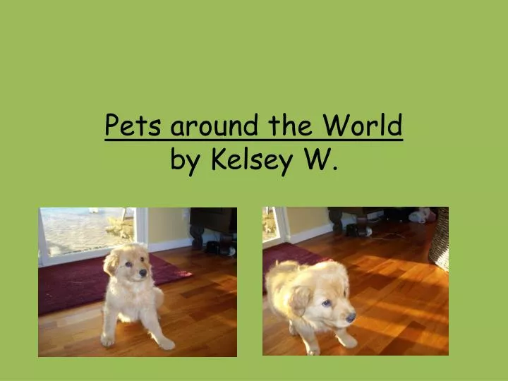 pets around the world by kelsey w