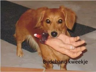 bijdehand kweekje