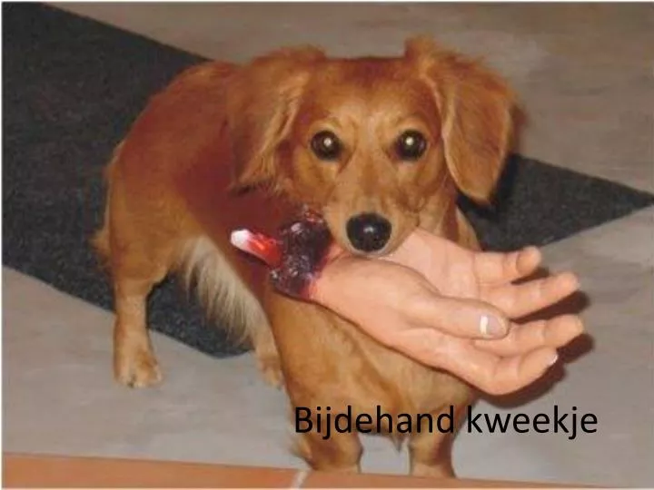 bijdehand kweekje