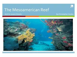 The Mesoamerican Reef