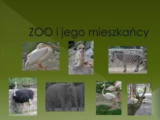 zoo i jego mieszka cy