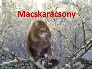 macskar csony