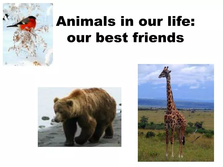 animals in our life our best friends