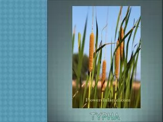 typha