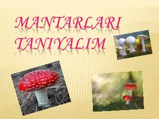 mantarlari taniyalim