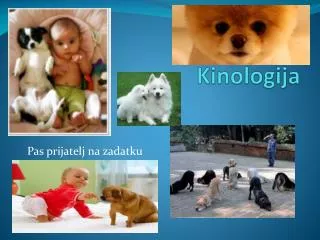 kinologija