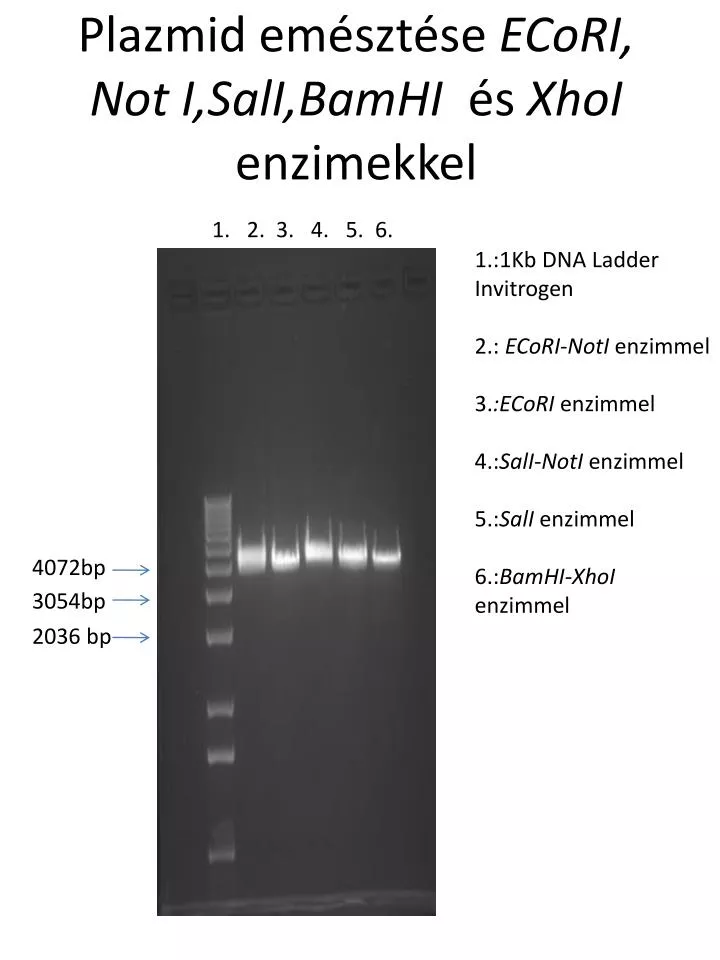 plazmid em szt se ecori not i sali bamhi s xhoi enzimekkel