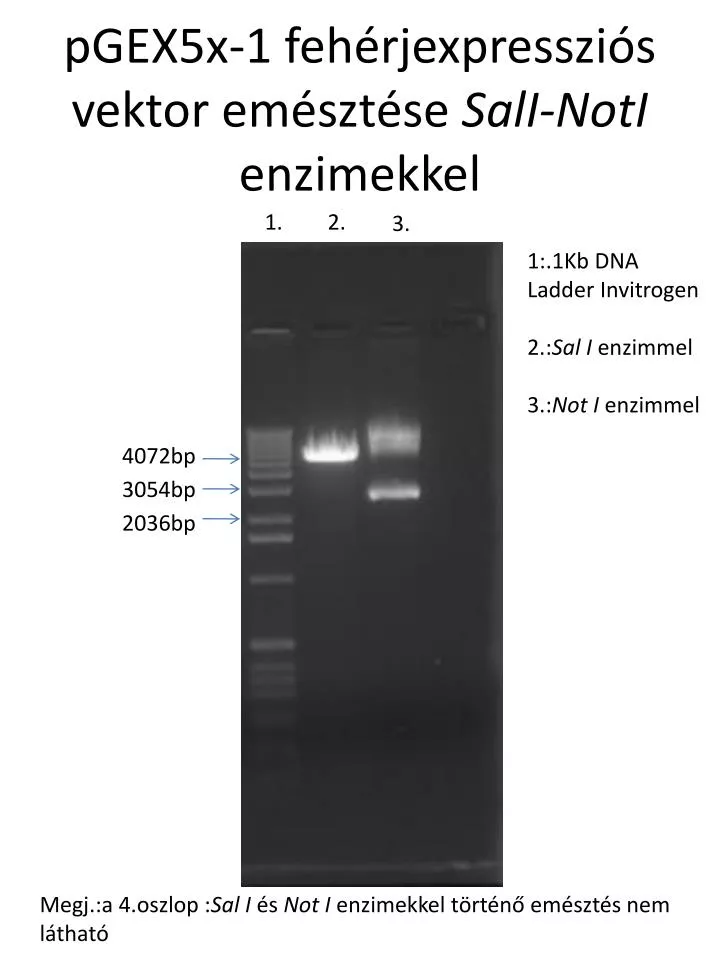 pgex5x 1 feh rjexpresszi s vektor em szt se sali noti enzimekkel