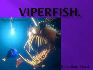 Viperfish.