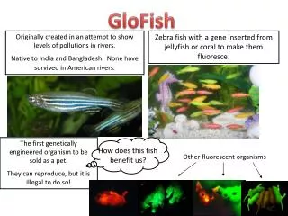 GloFish