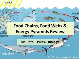 Food Chains, Food Webs &amp; Energy Pyramids Review