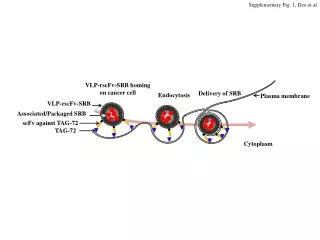 Supplementary Fig. 1, Deo et al