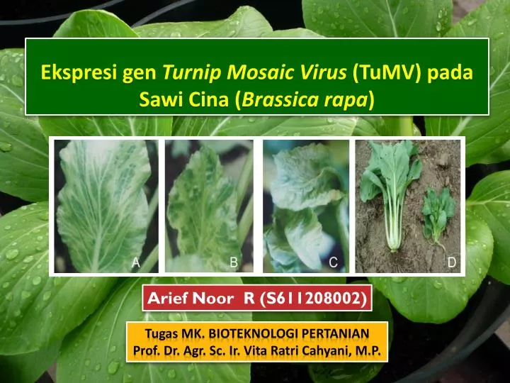 ekspresi gen turnip mosaic virus tumv pada sawi cina brassica rapa