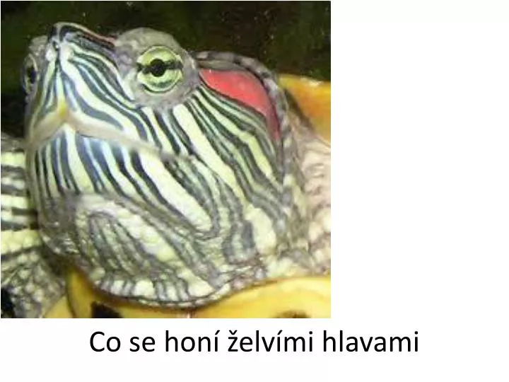 co se hon elv mi hlavami