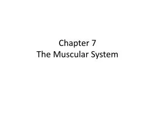 Chapter 7 The Muscular System