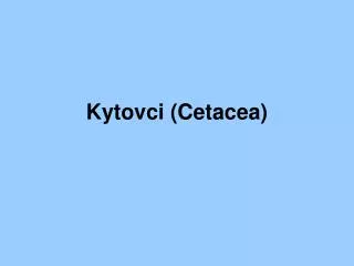 kytovci cetacea