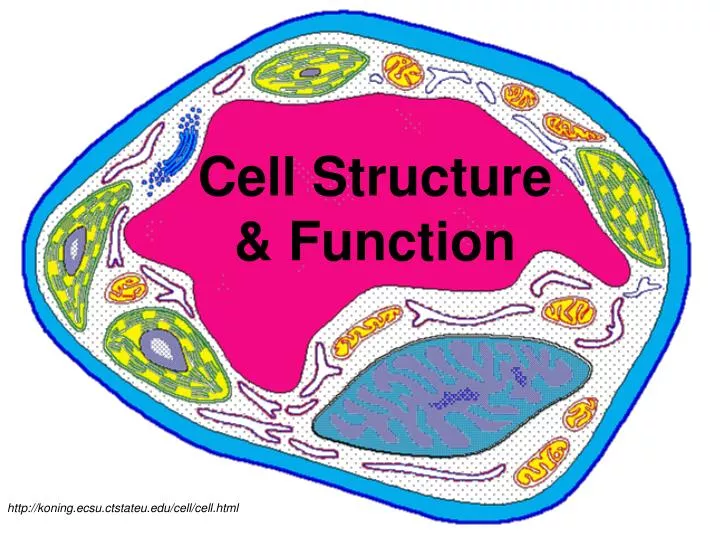 cell structure function