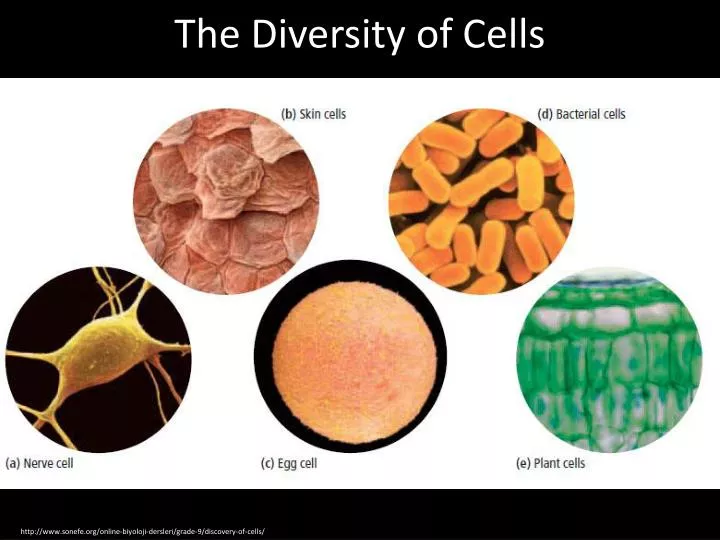 the diversity of cells