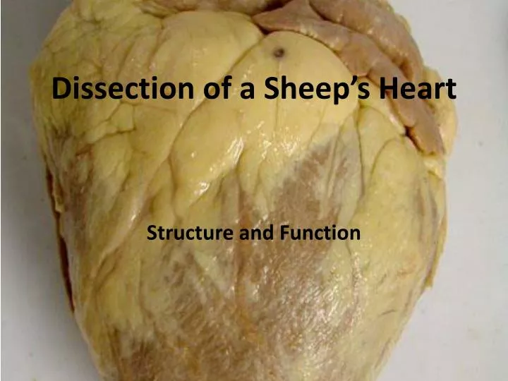 dissection of a sheep s heart