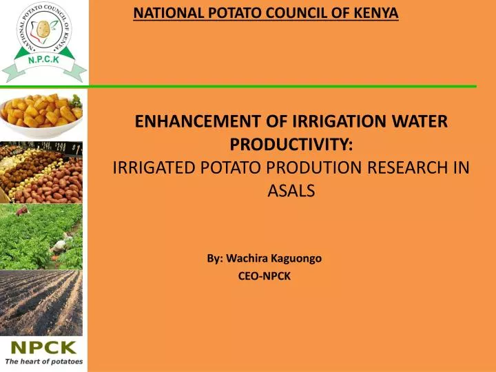 enhancement of irrigation water productivity irrigated potato prodution research in asals