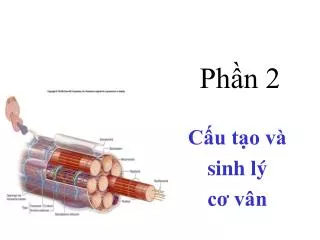 ph n 2