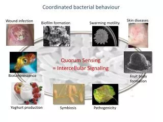 Coordinated bacterial behaviour