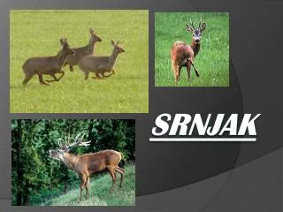 srnjak