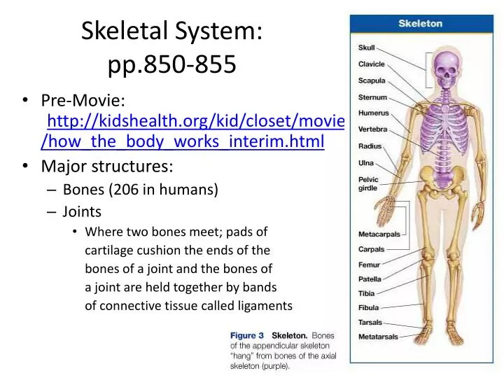 skeletal system pp 850 855