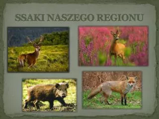 ssaki naszego regionu