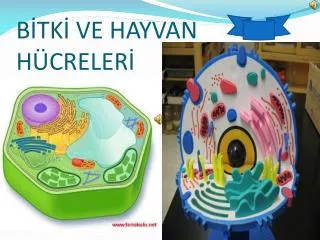 b tk ve hayvan h creler